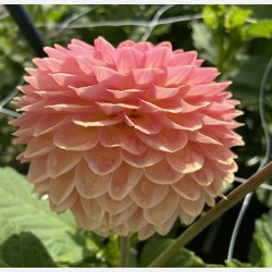 Dahlia Hillcrest Suffusion