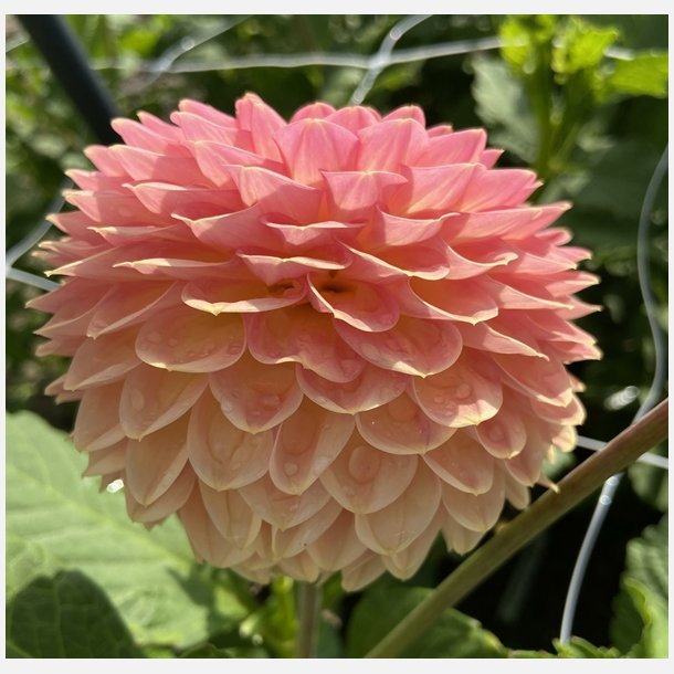 Dahlia Hillcrest Suffusion