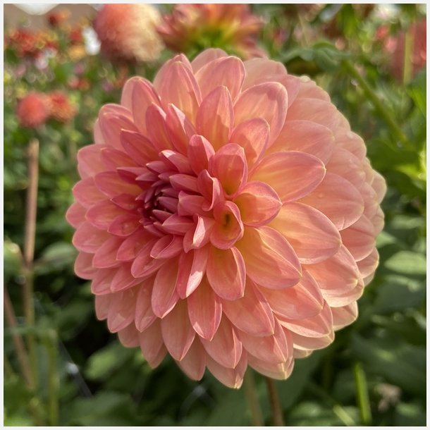 Dahlia Hillcrest Suffusion