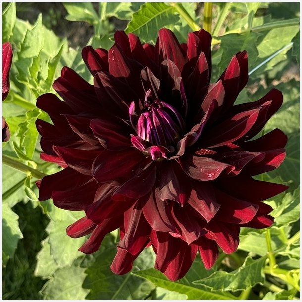 Dahlia Hollyhill Black Beauty