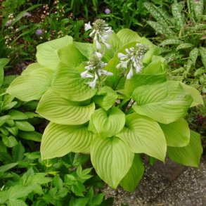 Hosta Fried Bananas