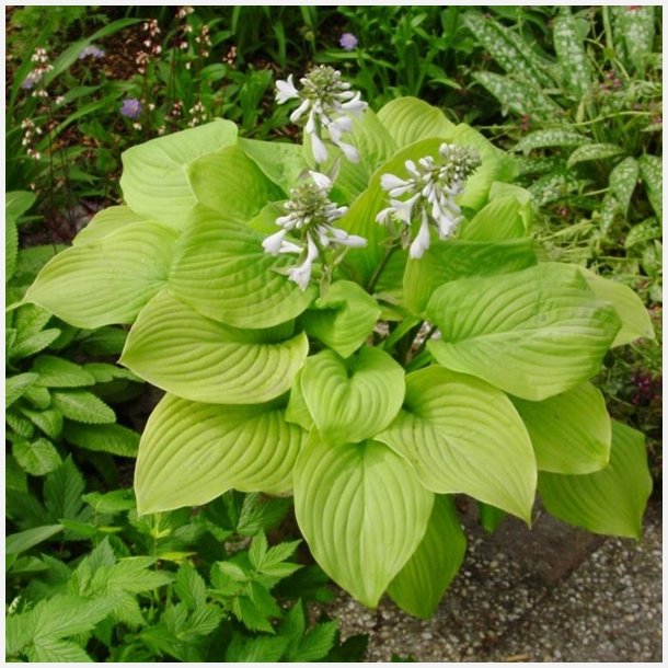 Hosta Fried Bananas