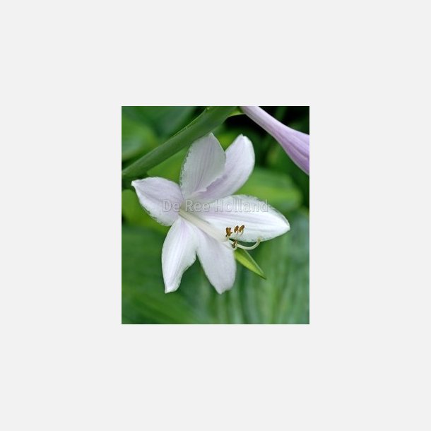 Hosta Guacamole 1 stk