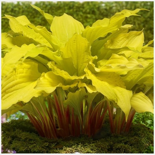 Hosta Lipstick Blond