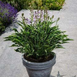 Hosta Praying Hands