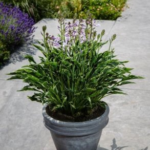 Hosta Praying Hands