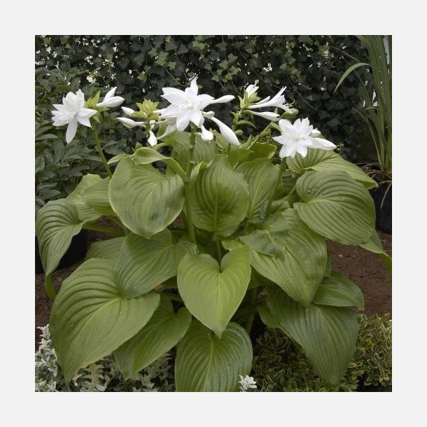 Hosta Venus