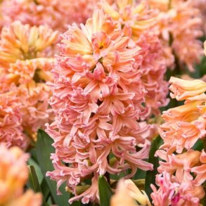 Hyacint Gipsy Queen 4 l�g 