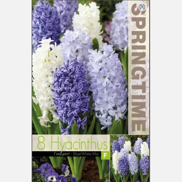 Hyacint mix Bl 8 lg