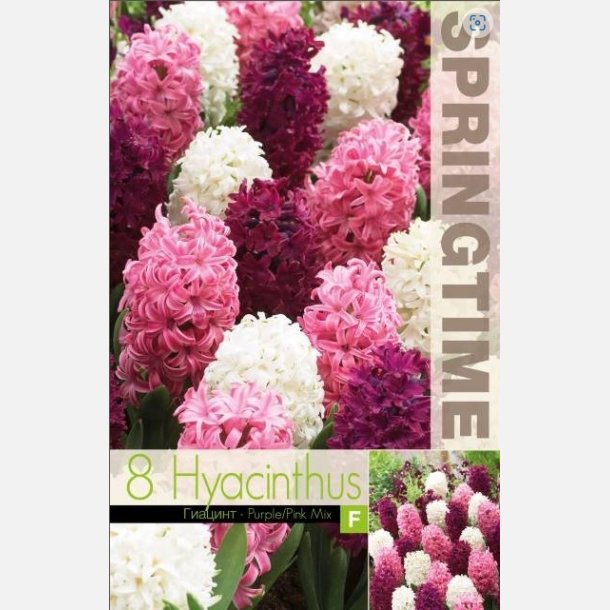 Hyacint mix pink 8 lg