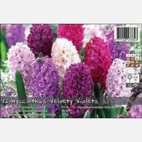 Hyacint mix Velvety Violets 10 lg
