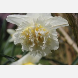 Narcis Ice King 5 lg