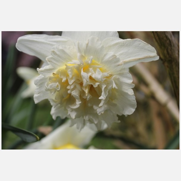 Narcis Ice King 5 lg