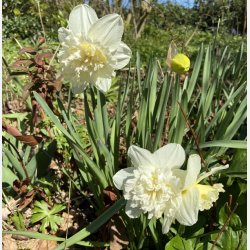Narcis Ice King 5 lg