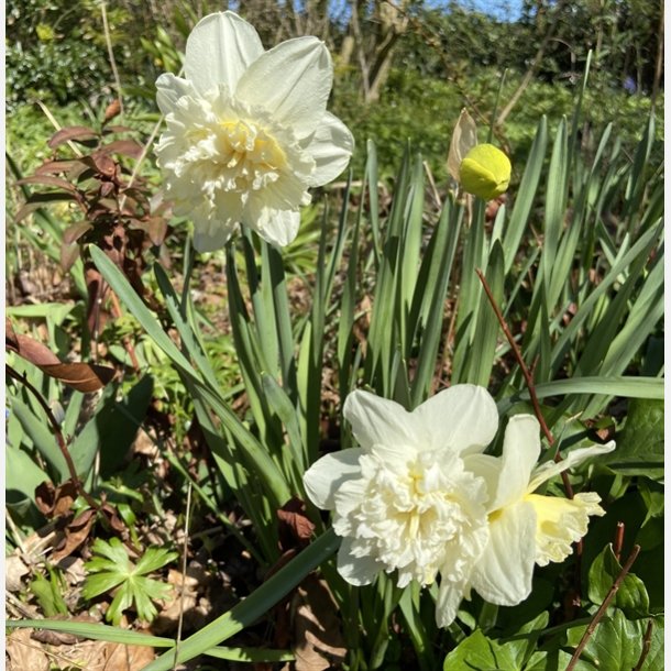 Narcis Ice King 5 lg