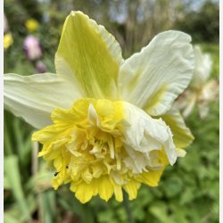 Narcis Ice King 5 lg