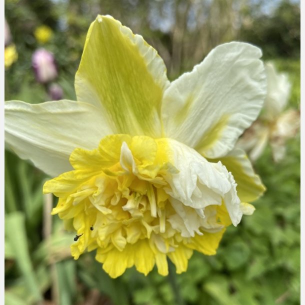 Narcis Ice King 5 lg