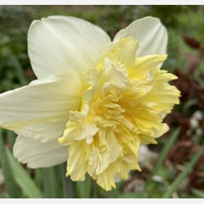 Narcis Ice King 5 lg