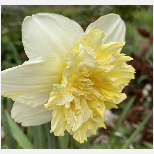 Narcis Ice King 100 lg