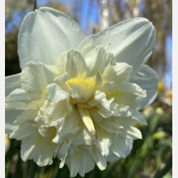 Narcis Ice King 5 lg