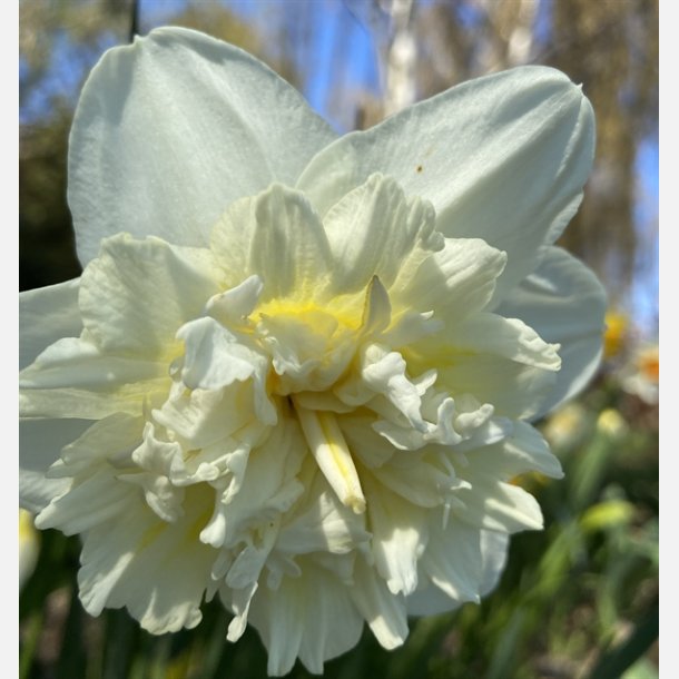 Narcis Ice King 5 lg