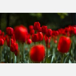 Tulipan Ile De france 8 lg