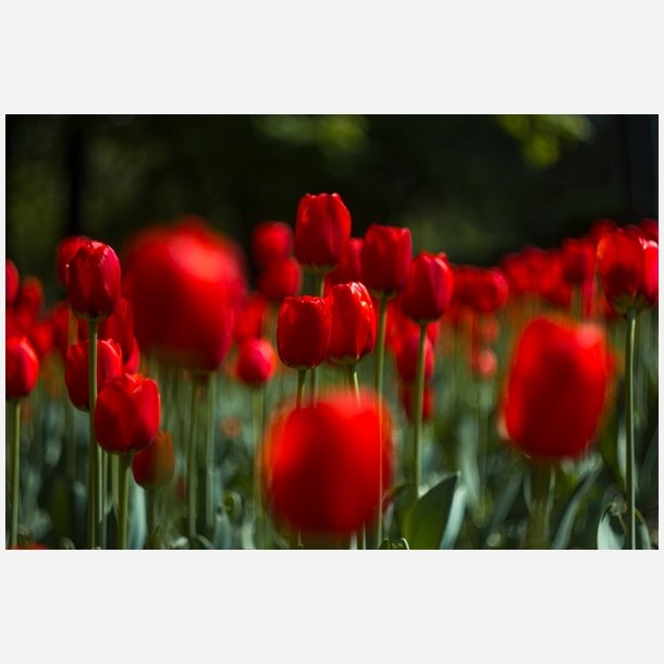 Tulipan Ile De france 8 lg