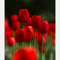 Tulipan Ile De france 8 lg