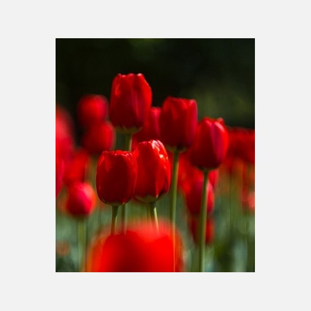 Tulipan Ile De france 8 lg