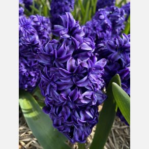 Hyacint Royal Navy 3 lg ( Dobbelt )