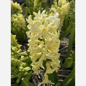 Hyacint City of Haarlem 4 l�g