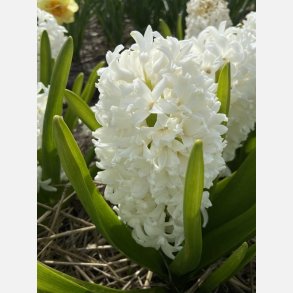 Hyacint Aiolos 4 l�g