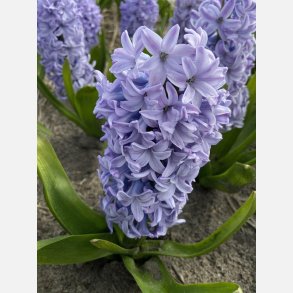 Hyacint Caribbean Dream 4 l�g