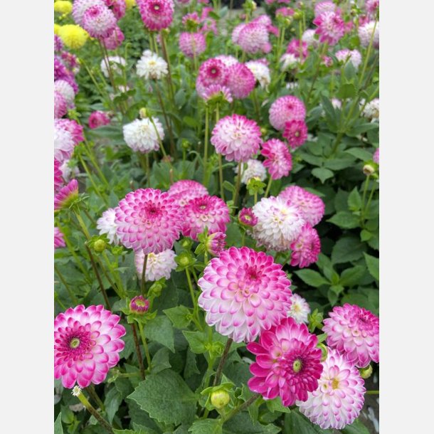 Dahlia Pink Isa 