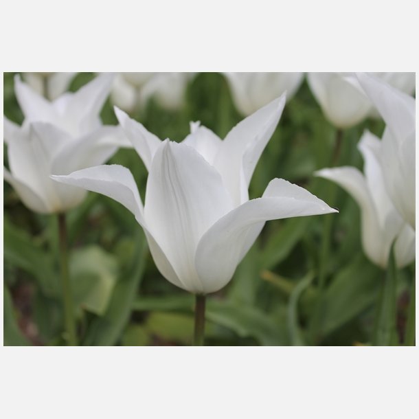 Tulipan Tres Chic 5 lg