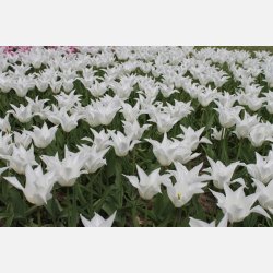 Tulipan Tres Chic 5 lg