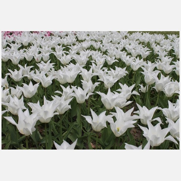 Tulipan Tres Chic 5 lg