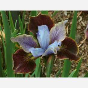 Iris Butterfly Black Joker