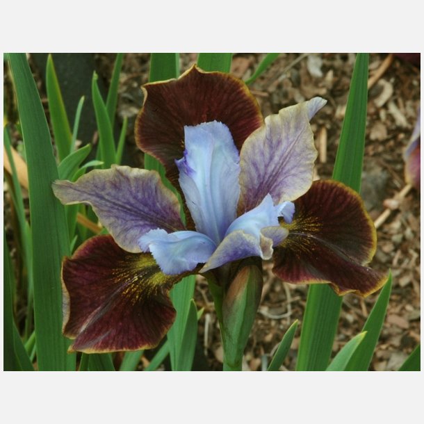 Iris Butterfly Black Joker