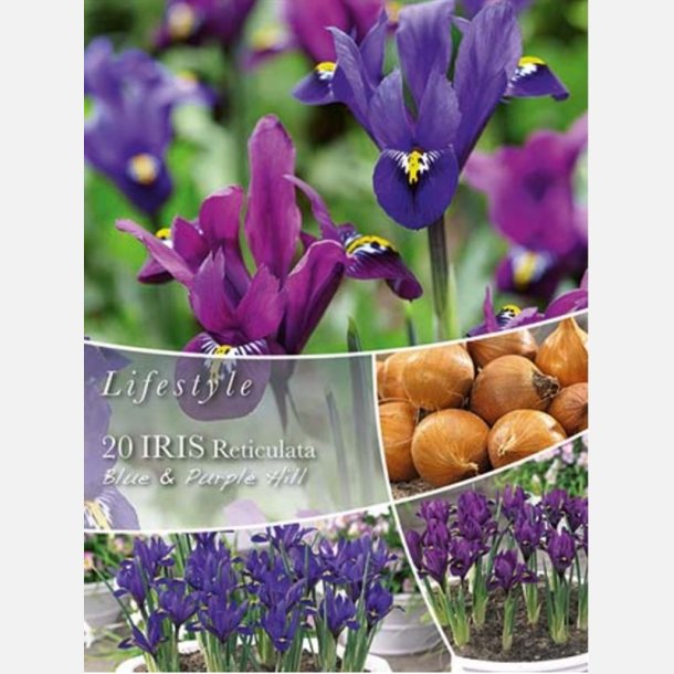 Dvrgiris mix Purple Hill 20 lg
