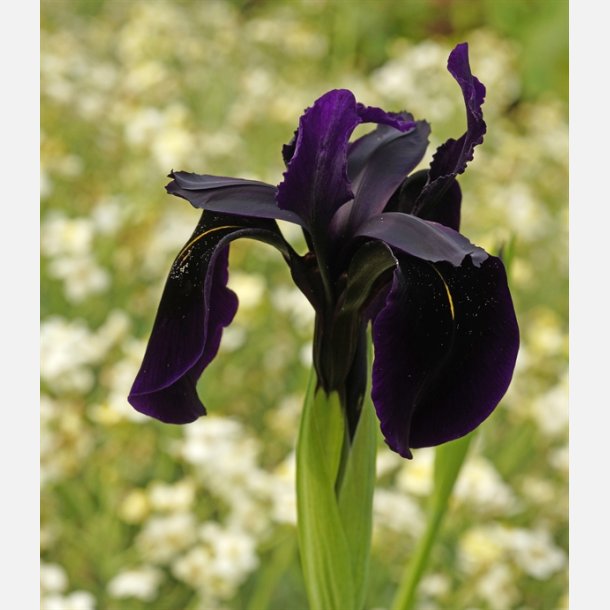 Iris Black Form 