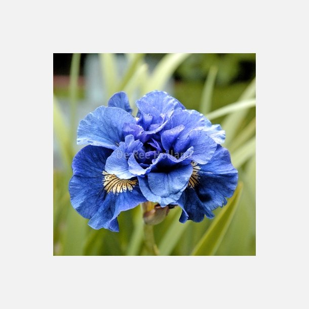 Iris Concord Crush
