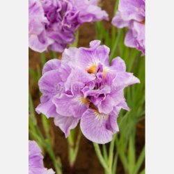 Iris Pink Parfait