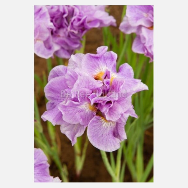 Iris Pink Parfait