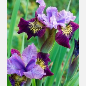 Iris Butterfly Miss Apple