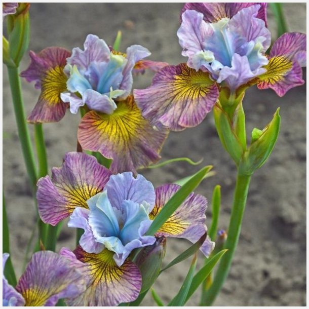 Iris Painted Woman
