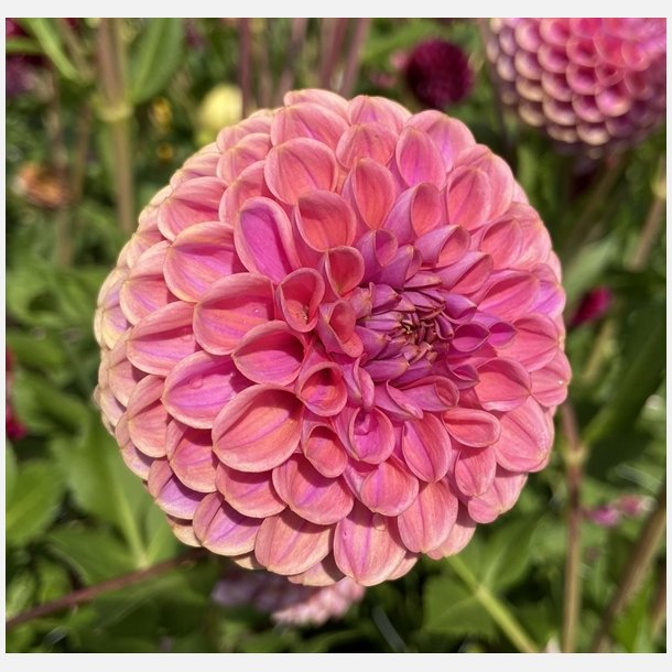 Dahlia Isabel