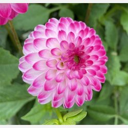 Dahlia Pink Isa 
