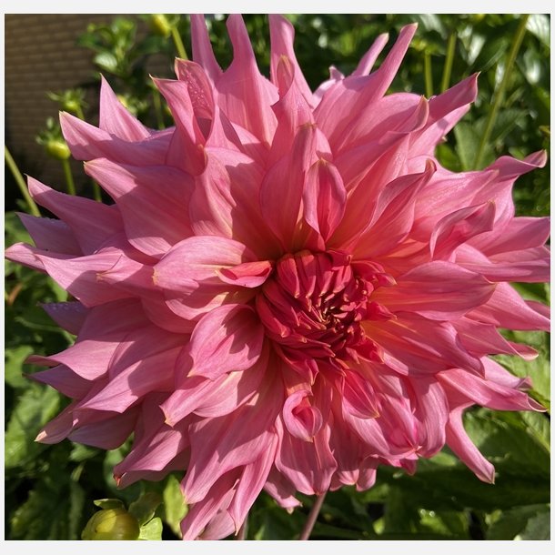 Dahlia Islander 