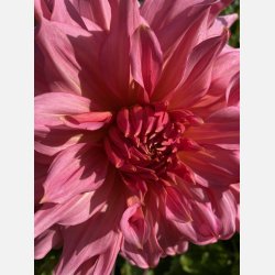 Dahlia Islander 